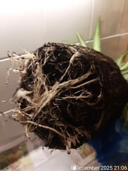 Photo of free 🌊 Spider plant–NO POT (Edgwarebury Lane) #3