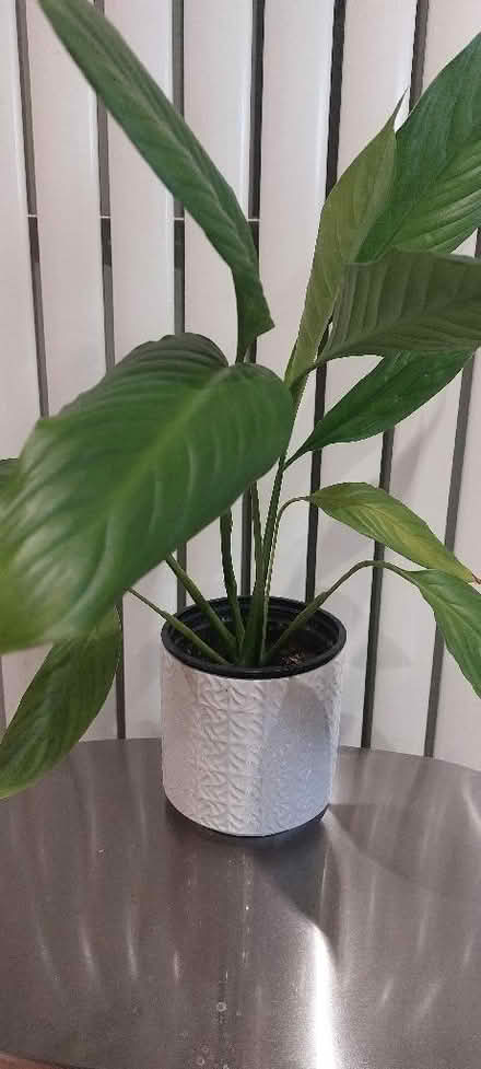Photo of free 3 house plants (Lower Weston) #4
