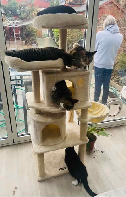 Photo of free Big cat tree with toys (Thornton Heath CR4) #1