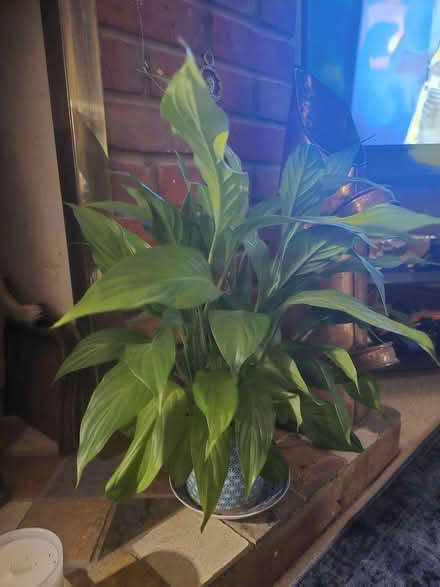 Photo of free House plants (Amersham HP7) #2