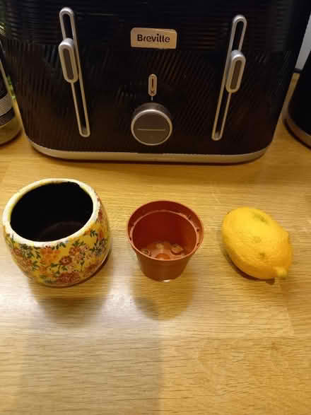 Photo of free Plant pot (Roundhill area brighton) #2