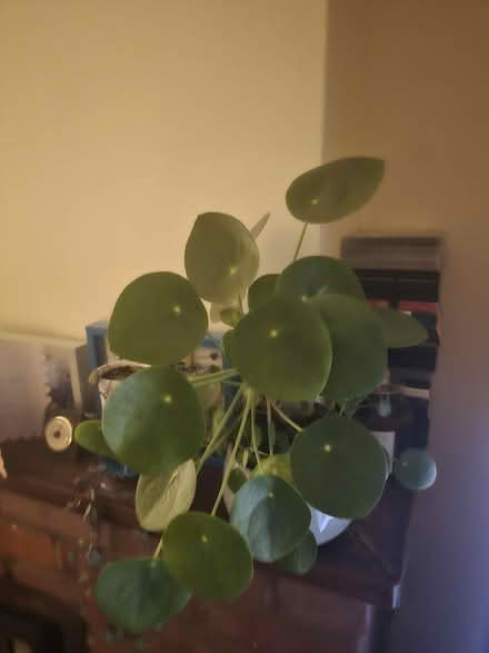Photo of free House plants (Amersham HP7) #3