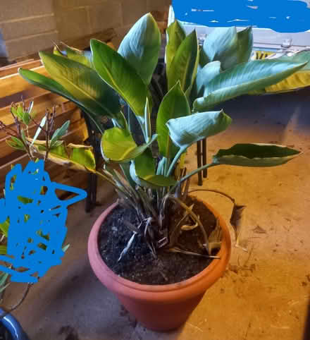 Photo of free Large Bird of Paradise plant (Torbay TQ5) #1