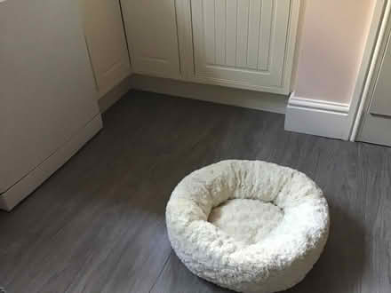 Photo of free Cat bed (Waverton CH3) #1