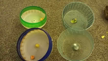 Photo of free small animal/ hamster/ wheels (Bempton YO15) #1