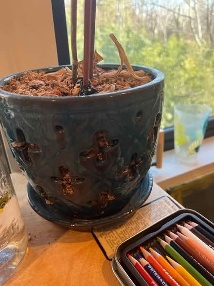 Photo of free Orchid pot (Bethesda) #1