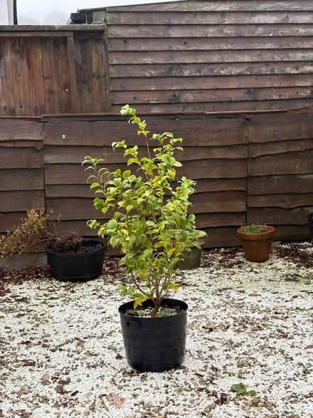 Photo of free Plants in pots (Blackpill SA2) #2