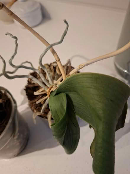 Photo of free 2 Orchids (Panshanger AL7) #4