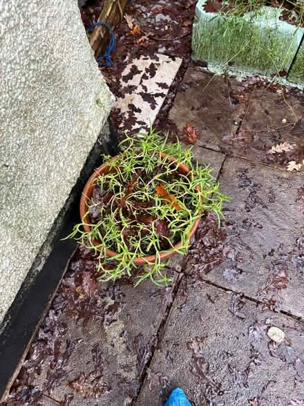 Photo of free Plants in pots (Blackpill SA2) #4