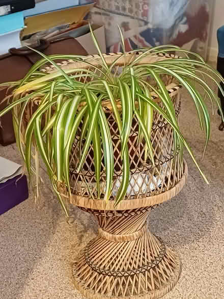 Photo of free "Jardiniere" (Steyning BN44) #1