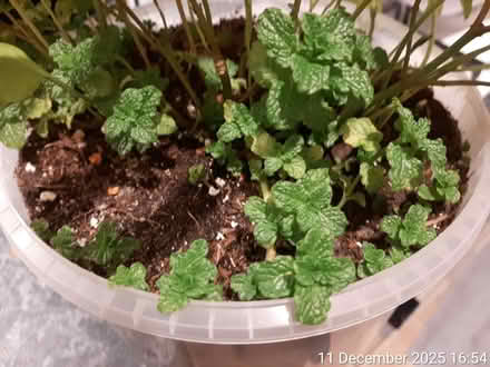Photo of free Spearmint (H 18cm × W 34cm) (Edgwarebury Lane) #3