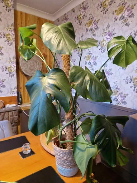 Photo of free Monsters (Shepshed LE12) #1