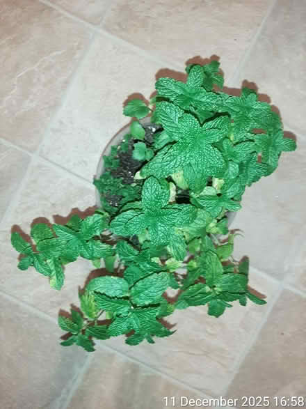 Photo of free Spearmint (H 18cm × W 34cm) (Edgwarebury Lane) #2