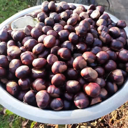 Photo of free Conkers, lots of them (Great Moor SK7) #1