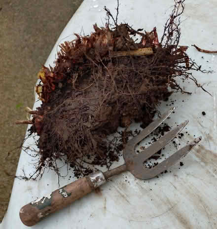 Photo of free Clump of Persicaria / Bistorta (Glyne Gap TN40) #1