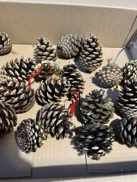 Photo of free Xmas pine cones (BT6) #1