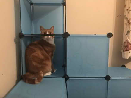 Photo of free modular blue cat city (Armley LS12) #2