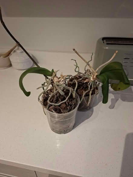 Photo of free 2 Orchids (Panshanger AL7) #2