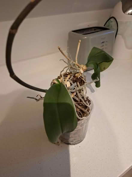 Photo of free 2 Orchids (Panshanger AL7) #1