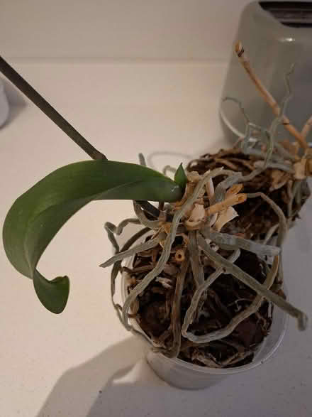 Photo of free 2 Orchids (Panshanger AL7) #3