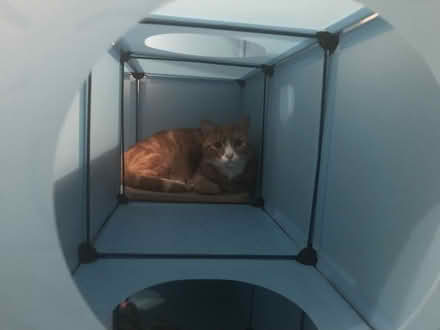 Photo of free modular blue cat city (Armley LS12) #1