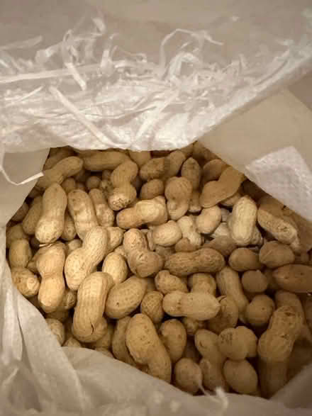 Photo of free Peanuts (LU5 5HX) #1