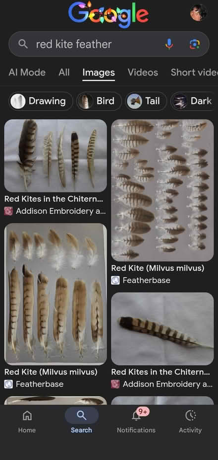 Photo of Red Kite Feather(s) (Dogsthorpe) #1