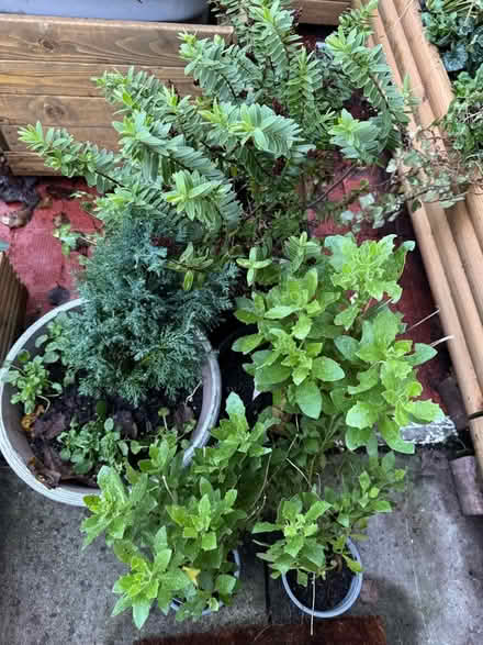 Photo of free Garden plants (Kensington L7) #2