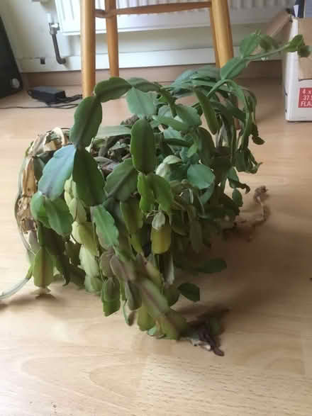 Photo of free Christmas cactus in need if tlc (B62 near Blackheath) #1