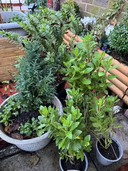 Photo of free Garden plants (Kensington L7) #1