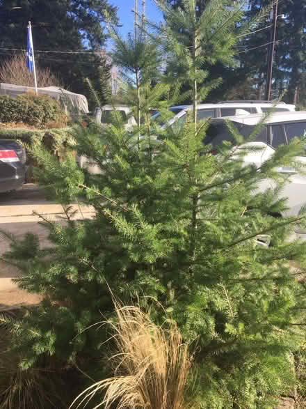 Photo of free Charlie Brown Christmas Tree (McCollum Park area) #2