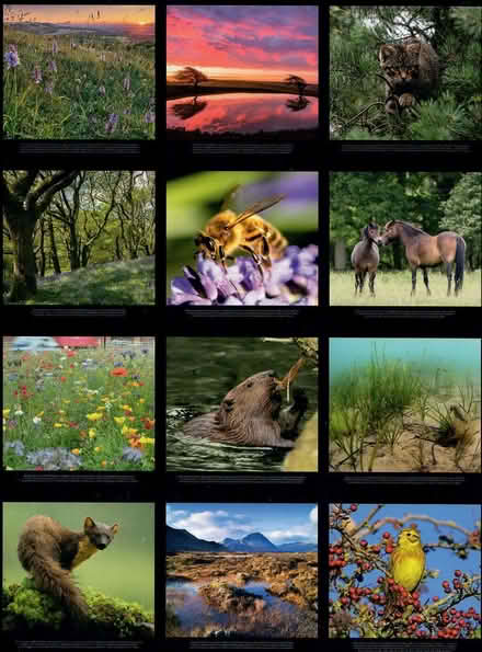 Photo of free Lovely wildlife pictures (Holmer Green HP15) #1