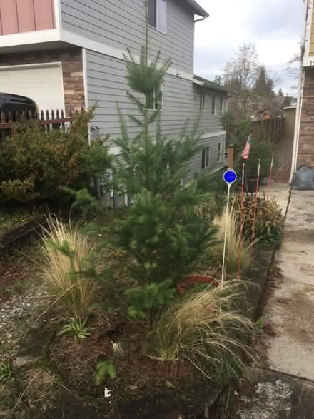 Photo of free Charlie Brown Christmas Tree (McCollum Park area) #3