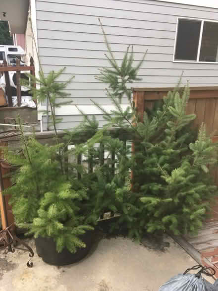 Photo of free Charlie Brown Christmas Tree (McCollum Park area) #4