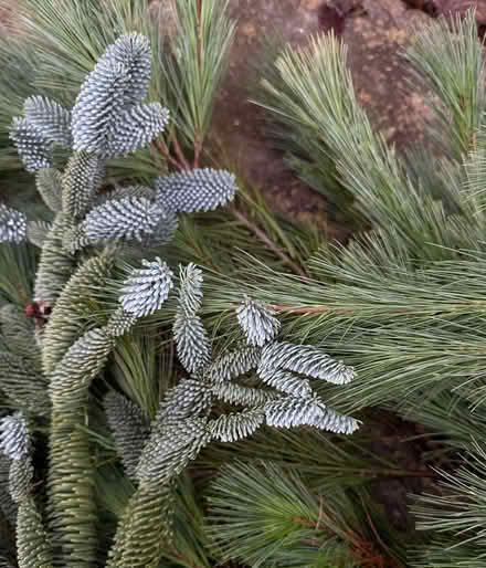 Photo of free Pine & Blue Spruce branches (East Marden) #2