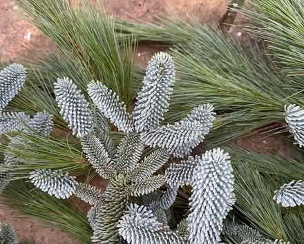 Photo of free Pine & Blue Spruce branches (East Marden) #3