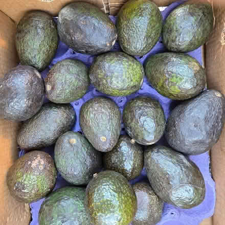 Photo of free Ripe Avocados (Chiquita Av MtnVw) #1