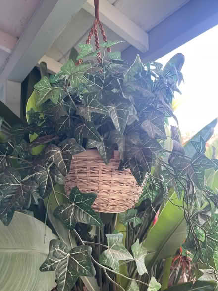 Photo of free Assorted Plastic Plants (Concord) #4