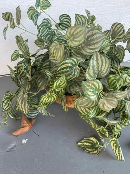 Photo of free Assorted Plastic Plants (Concord) #1