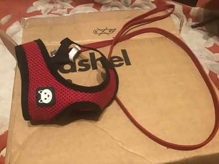 Photo of free Cat harness and lead (TQ12 kingskerswell) #1