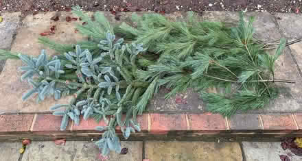 Photo of free Pine & Blue Spruce branches (East Marden) #1
