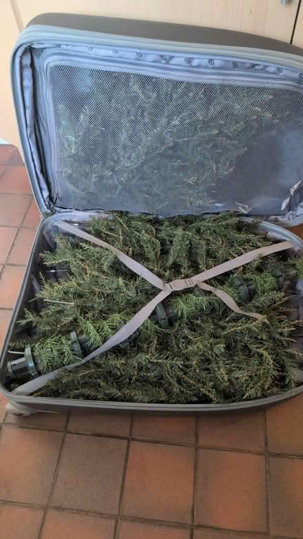 Photo of free Christmas tree (Normandy, GU3) #1