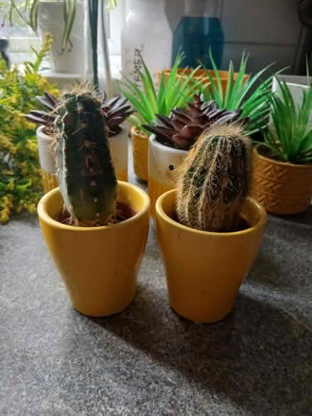 Photo of free Yellow plants/pots (Canford Heath, BH17 8) #2