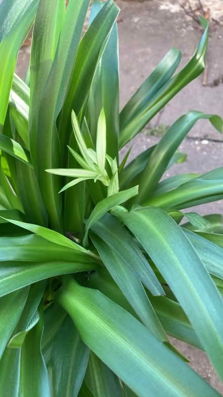 Photo of free Indoor plant (Letchworth wilbury) #2