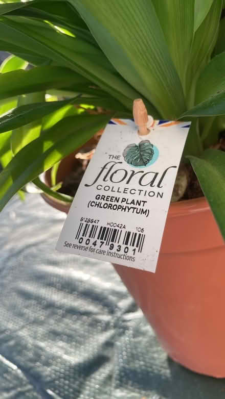 Photo of free Indoor plant (Letchworth wilbury) #1