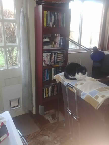 Photo of free Tall bookcase (Nr South Norwood Lakes SE19) #1