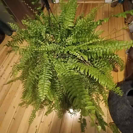 Photo of free Boston fern (Cambridge Walden @ Sherman) #1