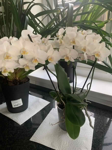 Photo of free Orchid Collection (North Tonbridge TN10) #2