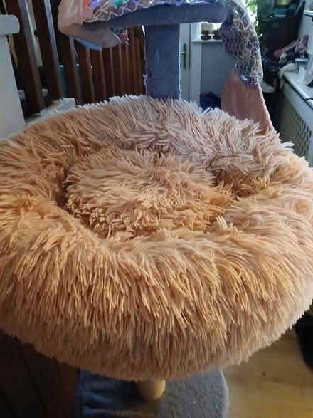 Photo of free Cat tree/kitten stuff (Woodside SE25) #2