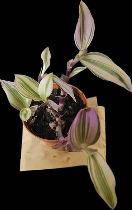 Photo of free Tradescantia houseplant (CT10) #1